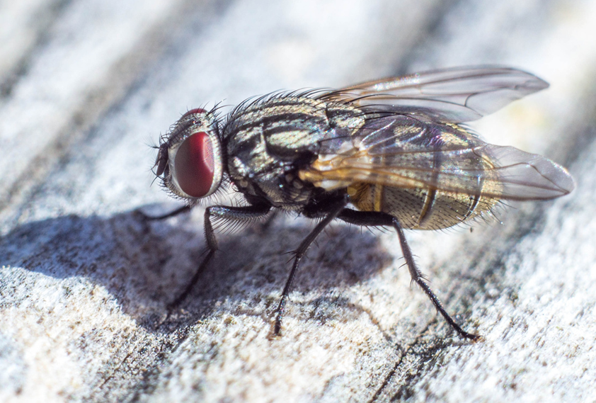 Erfolgreiche Fliegenbekämpfung