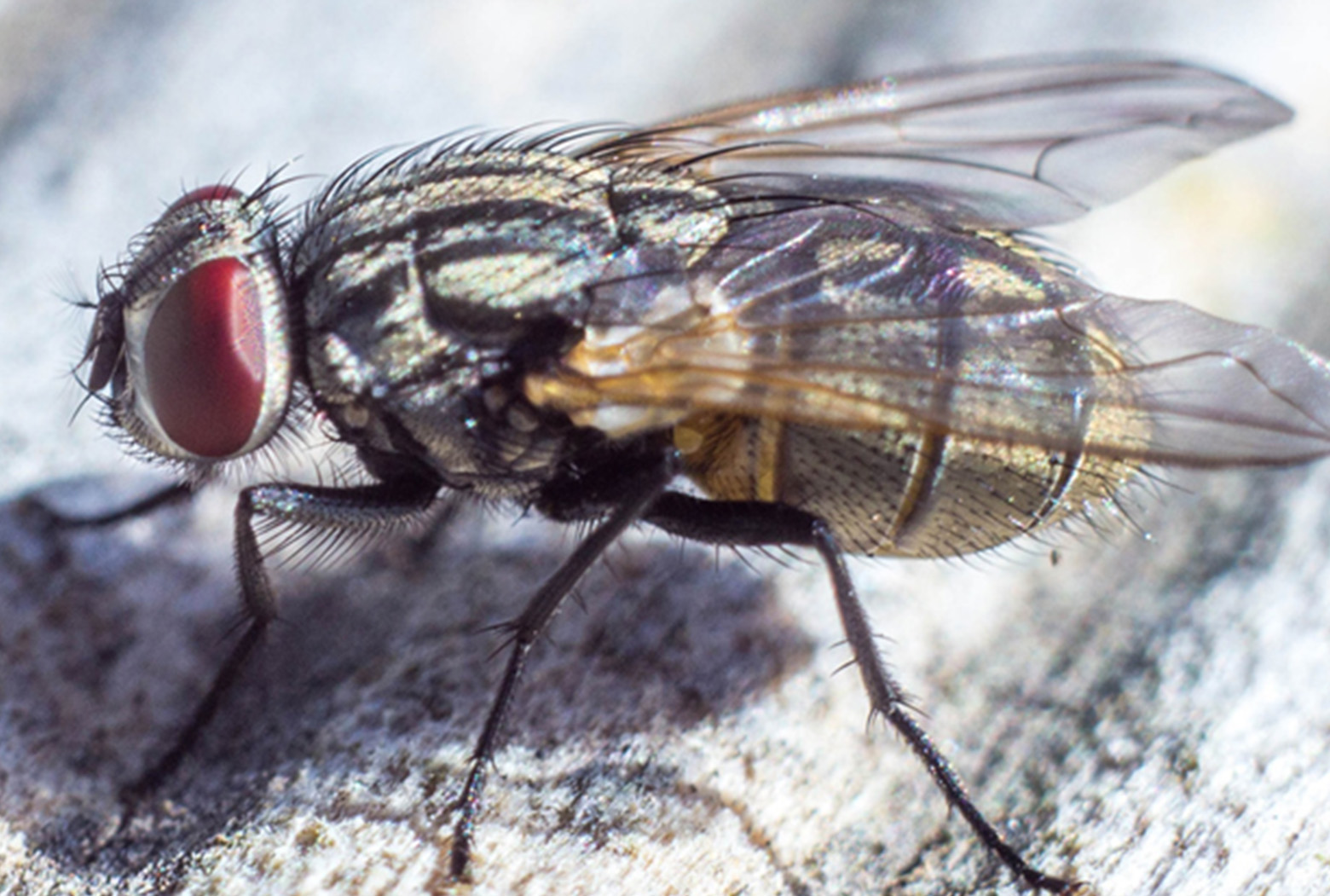 Erfolgreiche Fliegenbekämpfung